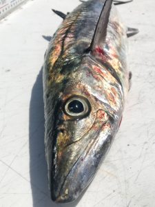 Image of a 17 pound 37 inch King Mackerel.