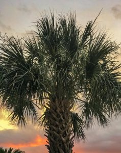 Photograph of a single palm tree at dusk. 