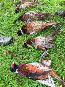 Hunting & marketing. Image of pheasants laying on the green grass. 