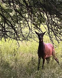 Summer Trips & Fun. An image of a young cow elk.